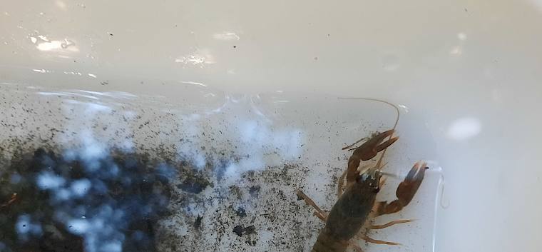 Für die Kinder war es besonders spannend, Signalkrebse (Pacifastacus leniusculus) zu fangen. © FdPH/S. Leischner