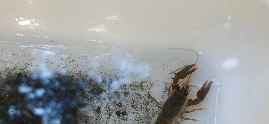 Für die Kinder war es besonders spannend, Signalkrebse (Pacifastacus leniusculus) zu fangen. © FdPH/S. Leischner