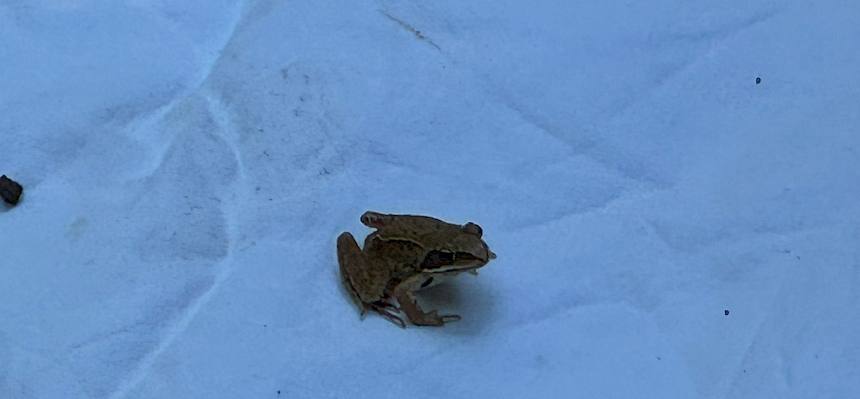 Highlight war heute ein Springfrosch (Rana dalamatina) © FdPH/L. Strobl