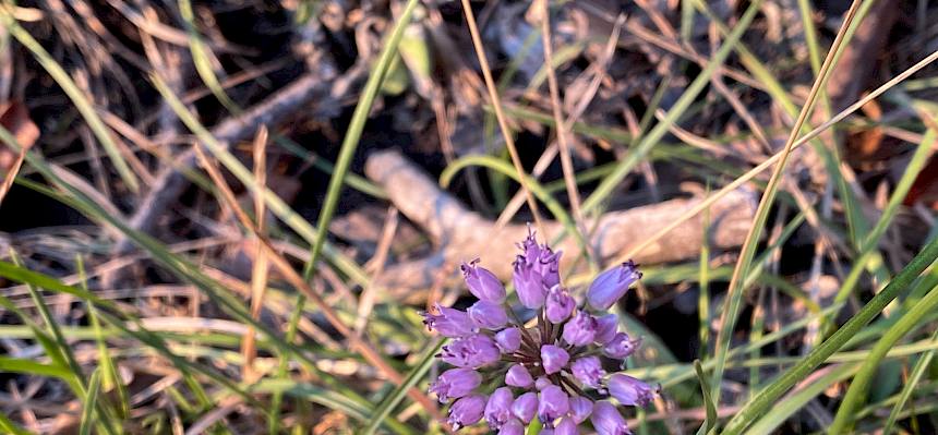 Der Berglauch (Allium lusitanicum) zeigte sich im Trockenrasen-Unterwuchs. © LPV/A. Peters