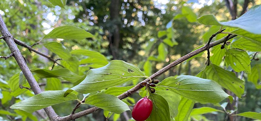 Die beliebte Dirndl oder Kornelkirsche (Cornus mas) schmückt den Unterwuchs des Eichenwaldes. © LPV/A. Peters