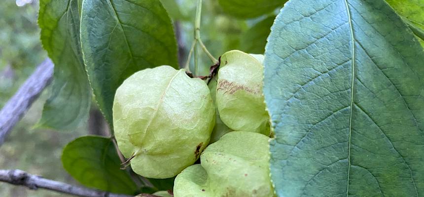 Wir konnten auch die im Gebiet seltene Pimpernuss (Staphylea pinnata) bewundern. © LPV/A. Peters