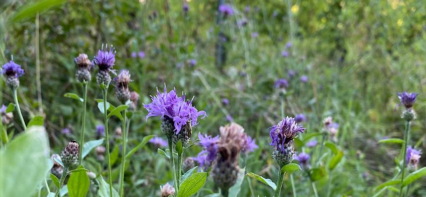 Wir entdeckten blühende Schwärzliche Flockenblumen (Centaurea nigrescens) am Wegesrand. © LPV/A. Peters