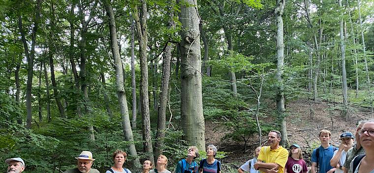 Die Teilnehmer:innen erfuhren mehr über die verschiedenen Baumarten und ihre Herausforderungen im Bezug auf Klimawandel und Krankheiten. © LPV/A. Peters