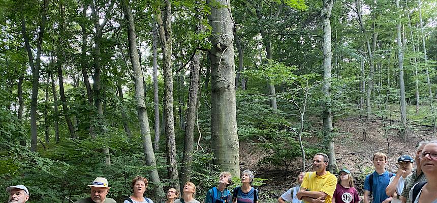 Die Teilnehmer:innen erfuhren mehr über die verschiedenen Baumarten und ihre Herausforderungen im Bezug auf Klimawandel und Krankheiten. © LPV/A. Peters