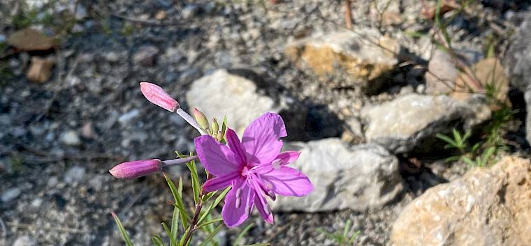 Während des Pflegetermins konnte das seltene Rosmarin-Weidenröschen (Epilobium dodonaei) entdeckt werden. © LPV/A. Peters