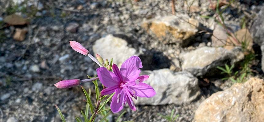 Während des Pflegetermins konnte das seltene Rosmarin-Weidenröschen (Epilobium dodonaei) entdeckt werden. © LPV/A. Peters