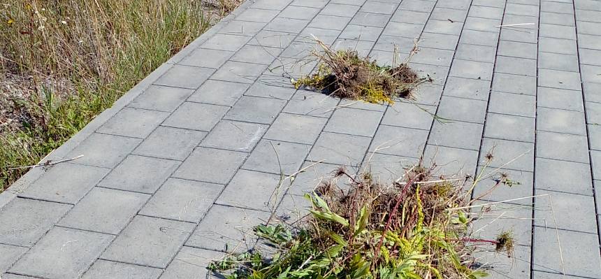 Die Goldruten wurden, sofern möglich, mitsamt den Wurzeln entfernt. Waren schon Blüten ausgebildet, so wurden diese mitgenommen und im Restmüll entsorgt. Dies ist wichtig, da durch eine Entsorgung im Biomüll die Pflanzen eventuell wieder ausgebracht werden könnten. © LPV/N. Elek