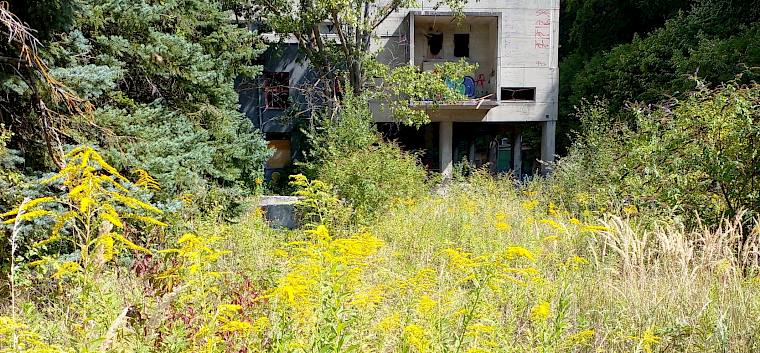 Der Schwerpunkt des heutigen Pflegetermins lag auf der Entfernung der invasiven Goldruten, um die einzigartige Natur in und um das Naturschutzgebiet Teufelsstein-Fischerwiesen auch weiterhin zu bewahren. © LPV/N. Elek