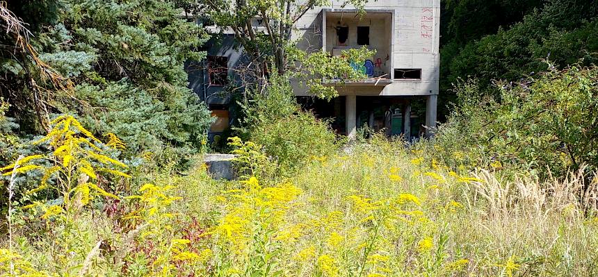 Der Schwerpunkt des heutigen Pflegetermins lag auf der Entfernung der invasiven Goldruten, um die einzigartige Natur in und um das Naturschutzgebiet Teufelsstein-Fischerwiesen auch weiterhin zu bewahren. © LPV/N. Elek