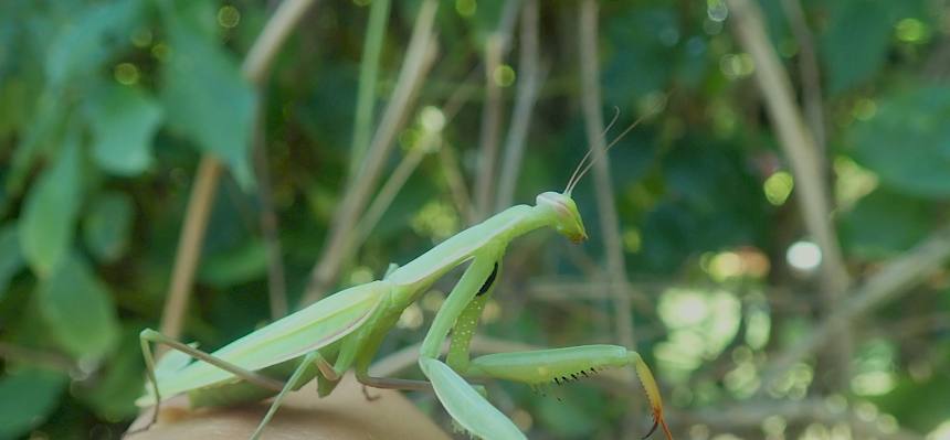 Auch im Bildungsgarten konnten wir spannende Tiere finden. Hier: eine Gottesanbeterin (Mantis religiosa). © FdPH/S. Girsch