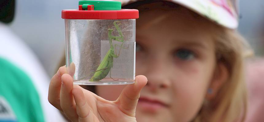 Unter den Funden war eine Gottesanbeterin (Mantis religiosa). © FdPH/F. Hohn