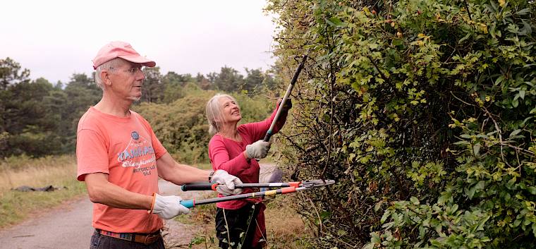 Teile der Hecke entlang der Heidestraße werden ausgelichtet. © FdPH/J.F. Fischer