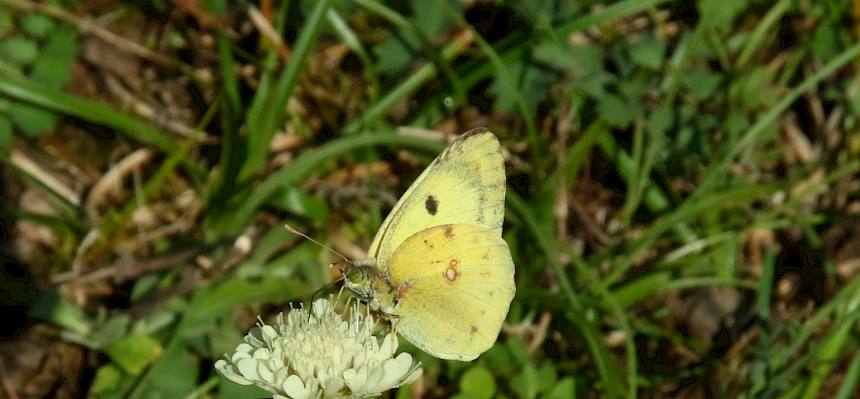 Ein Gelbling (Colias sp.) saugt an einer Gelben Skabiose (Scabiosa ochroleuca).