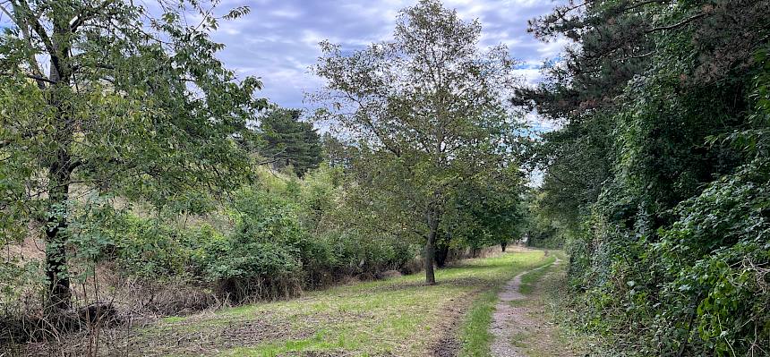Der Wirtschaftshof hatte schon in der Vorwoche im Kröpfgraben den wüchsigen Bereich nachgemäht und die Hecke am Waldrand zurückgeschnitten. © FdPH/A. Mrkvicka