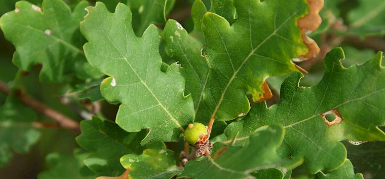 Die asexuelle Galle von Andricus inflator (Eichenkohlrabi-Gallwespe) wird selten gefunden. © FdPH/A. Mrkvicka