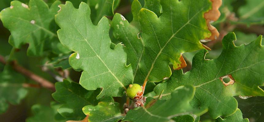 Die asexuelle Galle von Andricus inflator (Eichenkohlrabi-Gallwespe) wird selten gefunden. © FdPH/A. Mrkvicka