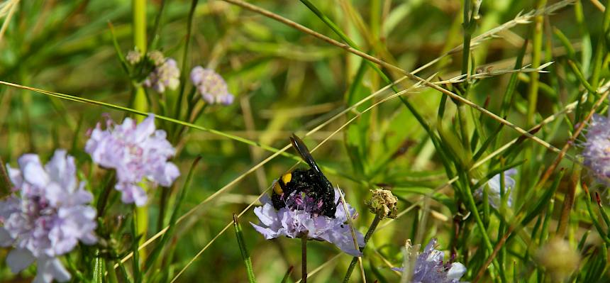 Borstige Dolchwespe (Scolia hirta) auf einer der zahlreich blühenden Duft-Skabiosen (Scabiosa canescens). © FdPH/A. Mrkvicka
