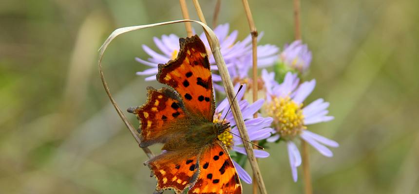 Gerade blühen viele Berg-Astern (Aster amellus), nicht zu verwechseln mit den nicht heimischen Herbst-Astern in Beeten und Gärten - hier freut sich der C-Falter (Polygonia c-album). © FdPH/A. Mrkvicka