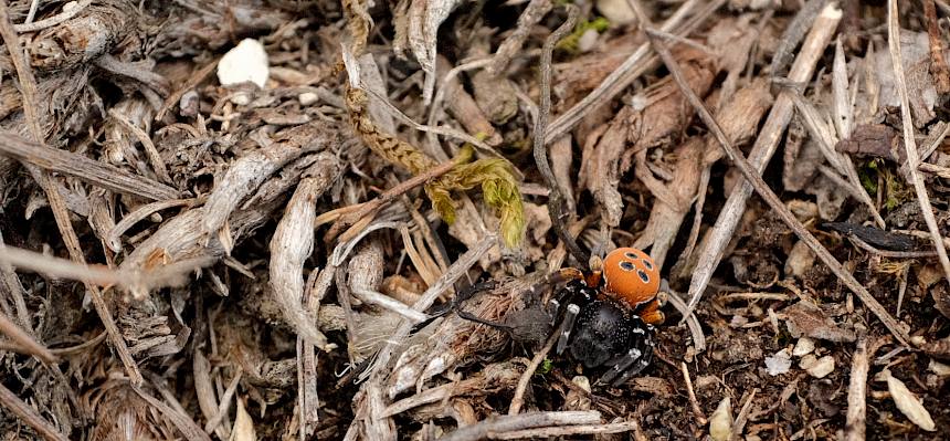 ... das Männchen einer Roten Röhrenspinne (Eresus kollari) entdeckt. © FdPH/J.F. Fischer
