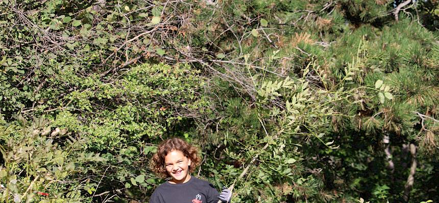 Die Gebüsche dringen aus dem Waldrand in die Trockenrasen vor und müssen regelmäßig zurückgeschnitten werden. © FdPH/F. Hohn