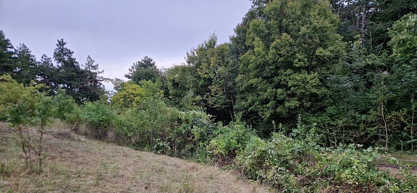 Die Hecke im Kröpfgraben wurde getrimmt und die angrenzende Fläche freigeschnitten. © FdPH/B. Sabek