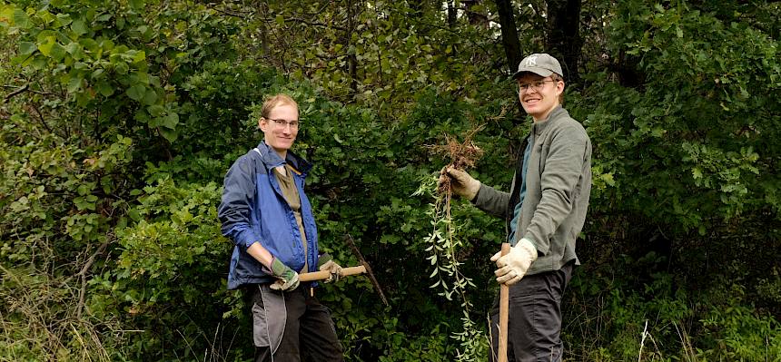 Werden die Gebüsche mit den Wurzeln ausgehackt, so sind sie nachhaltig entfernt. © FdPH/J.F. Fischer