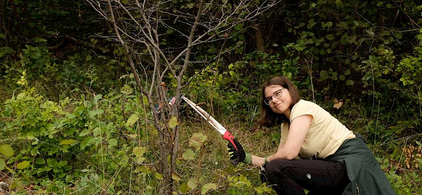 Haselaustriebe werden abgesägt. © FdPH/J.F. Fischer