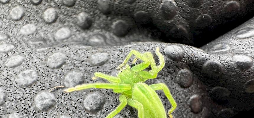 Eine grüne Huschspinne (Micrommata virescens). © FdPH/E. Weisz-Emesz