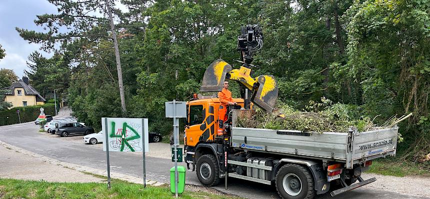 Der Wirtschaftshof transportiert die großen Mengen Gebüsche mit dem LKW ab. © FdPH/A. Mrkvicka