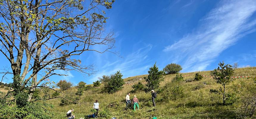 Auch der Südhang auf der Großen Heide gehört alle paar Jahre entbuscht. © FdPH/A. Mrkvicka