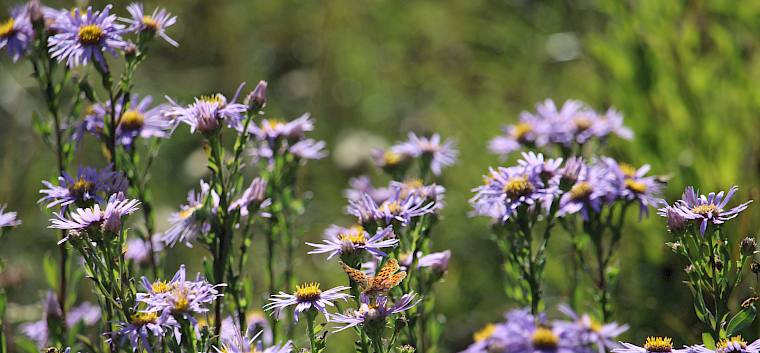 Wunderschöne Stimmungen in der Herbstsonne: Kleiner Perlmuttfalter (Argynnis lathonia) auf Berg-Astern (Aster amellus) © FdPH/F. Hohn