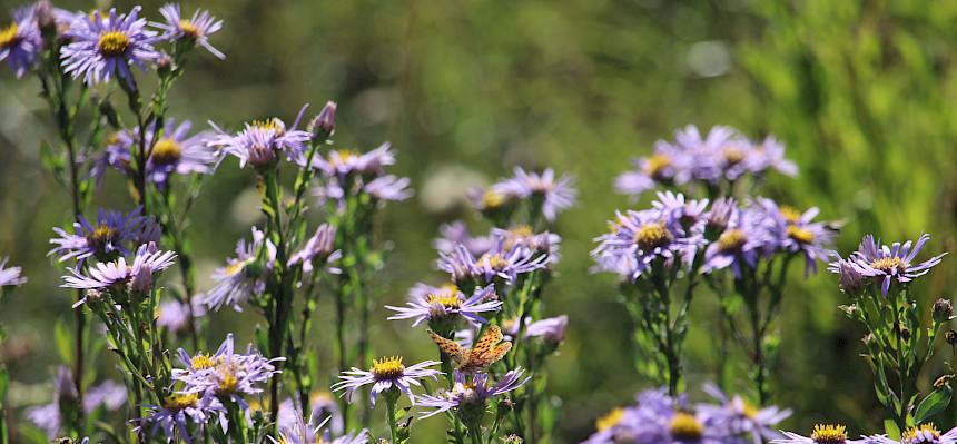 Wunderschöne Stimmungen in der Herbstsonne: Kleiner Perlmuttfalter (Argynnis lathonia) auf Berg-Astern (Aster amellus) © FdPH/F. Hohn