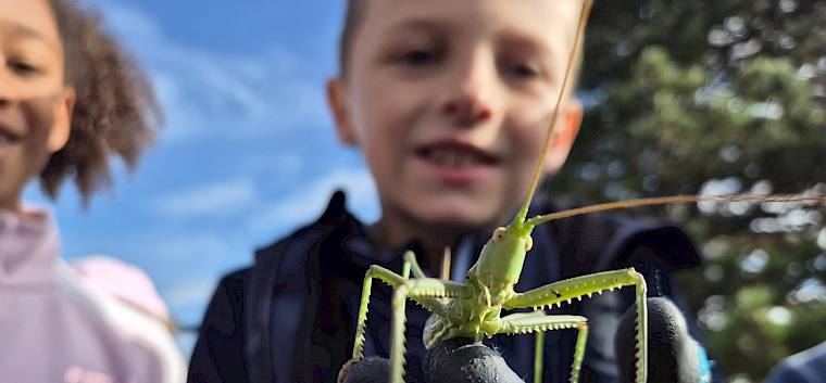 Das Highlight bei der heutigen Heidepflege - die seltene Große Sägeschrecke (Saga pedo). Beim händischen Entbuschen überlebt sie die Pflegearbeiten und sorgt für Begeisterung. Bei Entbuschung mit einem Freischneider würde sie zerhäckselt werden. © FdPH/L. Reimoser-Berger