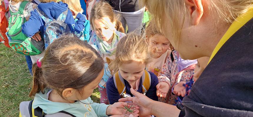 Heute wurde bei der Pflege auf der Großen Heide eine Große Sägeschrecke (Saga pedo) entdeckt und mit Begeisterung von allen bestaunt! © FdPH/B. Sabek