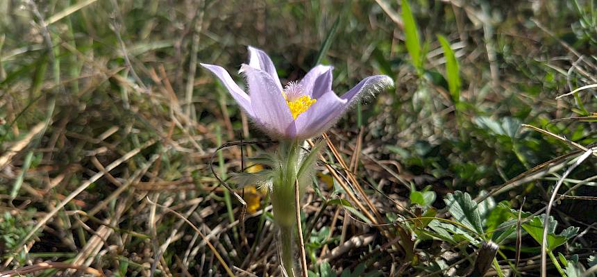 Eine Große Kuhschelle (Pulsatilla grandis) hat sich mit der Blüte in den Herbst verirrt. © FdPH/J.F. Fischer
