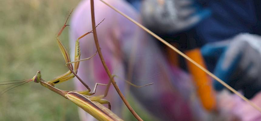 Eine Gottesanbeterin (Mantis religiosa). © FdPH/L. Reimoser-Berger
