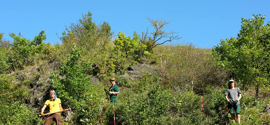 Fleißig wird am Südhang der Kleinen Heide gehackt. © FdPH/A. Mrkvicka