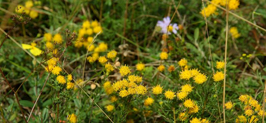 Goldschopf-Aster (Galatella linosyris) © FdPH/A. Mrkvicka
