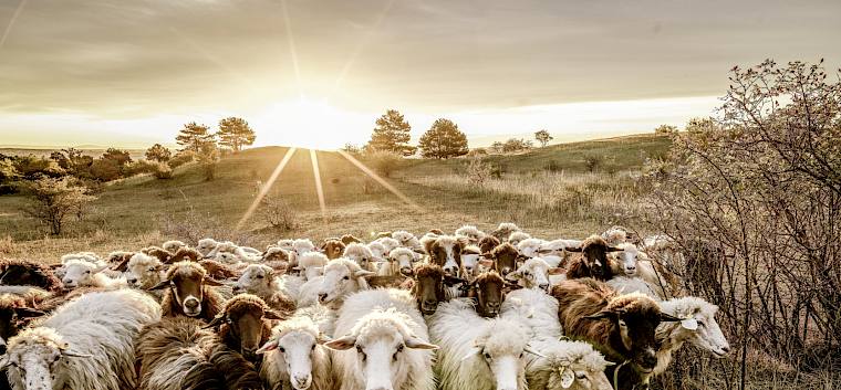 Trockenrasen wie Heide und Hochberg brauchen Beweidung durchgeführt von engagierten Schäfer:innen. Die Beweidung wird von den Biolog:innen des Heidevereins ehrenamtlich fachlich gelenkt. © Blühendes Österreich/Marian Hannes Pirschtl
