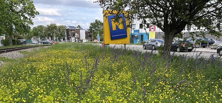 Der Insektenhighway - nur 1-2x im Jahr gemäht - verbindet die Biodiversitätshotspots in Perchtoldsdorf und wird dazu von Wirtschaftshof, Heideverein und Landschaftspflegeverein gemeinsam mit Pfadfinder:innen, Freiwilligen und Praktikant:innen gepflegt.