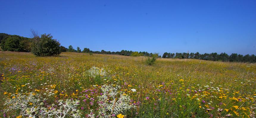 Die Perchtoldsdorfer Heide - ein herausragendes Blütenmeer von Frühling bis Herbst. © Irene Drozdowski