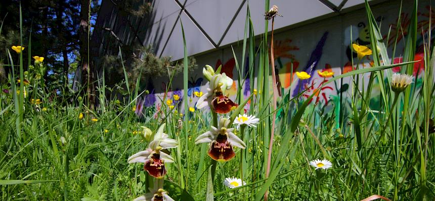 Mehrere seltene Orchideenarten - wie hier die Hummel-Ragwurz - sind auf den Insektenhighway-Flächen bisher wieder aufgetaucht. © Irene Drozdowski