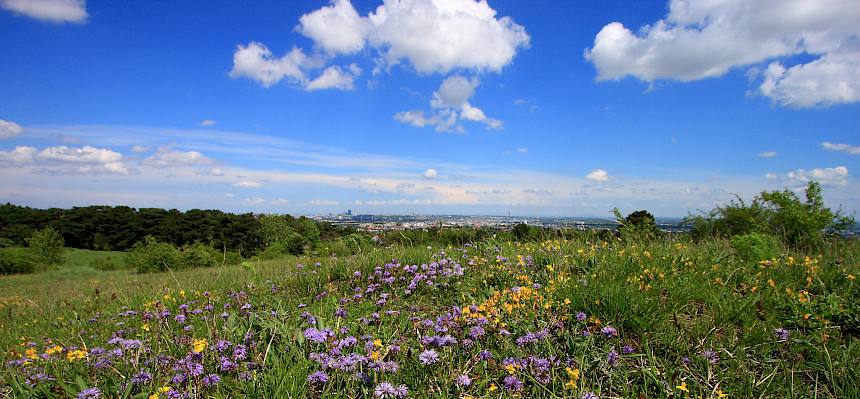 Die Perchtoldsdorfer Heide - herausragende Artenvielfalt am Stadtrand. © Alexander Mrkvicka