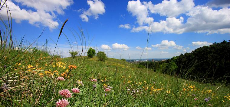 Die Perchtoldsdorfer Heide ist eines der artenreichsten Naturgebiete Österreichs, das durch die Zusammenarbeit unglaublich vieler Menschen und Organisationen erhalten wird.© Irene Drozdowski