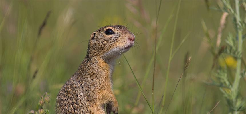 Das Ziesel ist eines der ganz besonderen und schützenswerten Arten, das von der Lebensraumerhaltung mit vielen helfenden Händen profitiert. © Hartmut Schäfer
