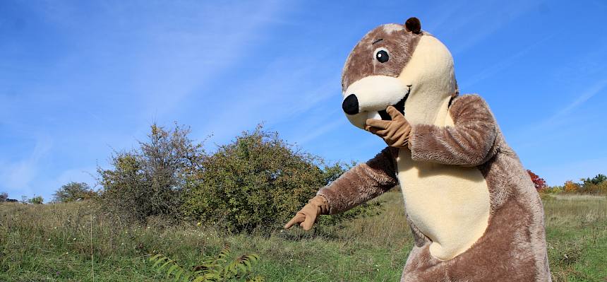 Ohje - ein Götterbaum! Gut, dass es die Biolog:innen vom Heideverein gibt, die sich darum kümmern, dass invasive Neophyten entfernt werden.© FdPH/L. Strobl