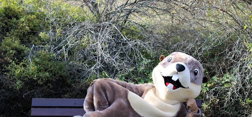 Zwischendurch darf sich Perzi auch mal ausruhen. © FdPH/L. Strobl