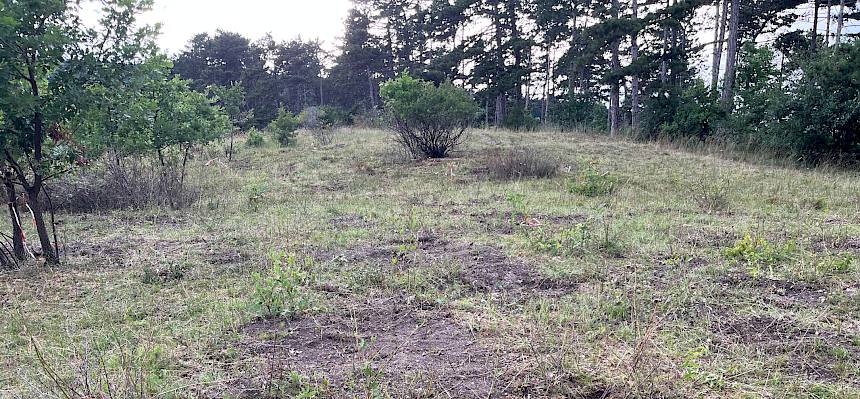 Nach dem Zurechen der Fräselöcher ist nur mehr der offene Boden an der Position der ehemaligen Stöcke sichtbar. Da viele Trockenrasen-Pflanzen offenen Boden und viel Licht zur Keimung brauchen, werden die Flächen rasch wiederbesiedelt. © LPV/I. Drozdowski