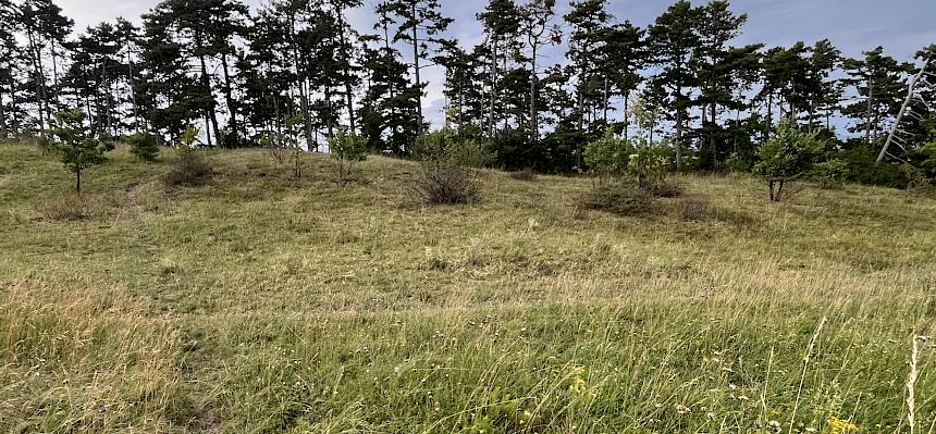 Perchtoldsdorfer Heide: die gleiche Fläche nach dem Einsatz der Stockfräse. Vor dem Einsatz der Stockfräse wurde die Fläche beweidet. © LPV/I. Drozdowski
